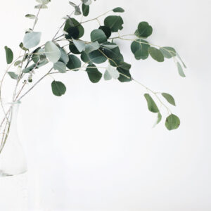 Some Succulent Plants - 画像 (3)