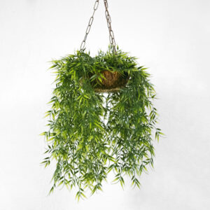 Indoor House Plants - 画像 (3)